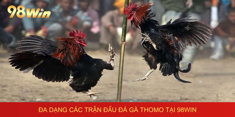 Đa dạng các trận đấu đá gà thomo tại 98win