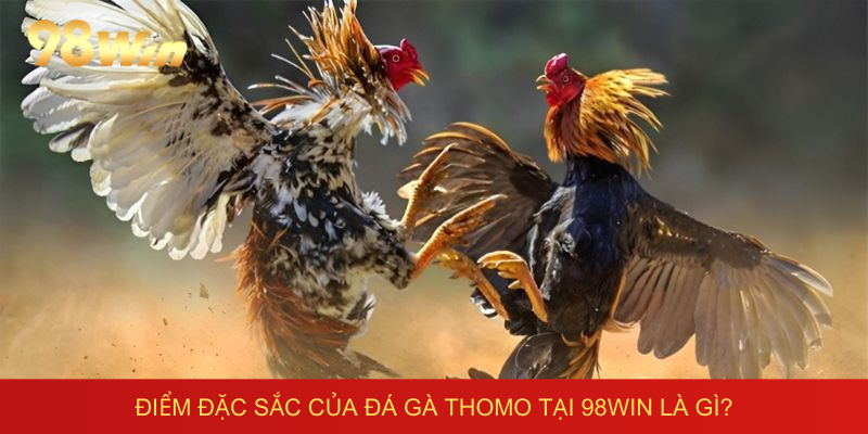 Điểm đặc sắc của đá gà thomo tại 98win là gì?