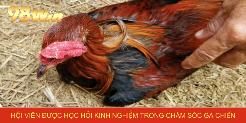 Hội viên được học hỏi kinh nghiệm trong chăm sóc gà chiến