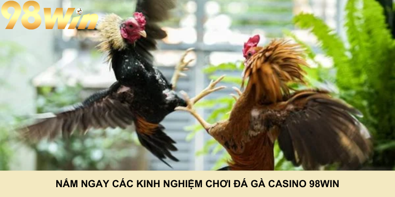 Nắm ngay các kinh nghiệm chơi đá gà casino 98Win