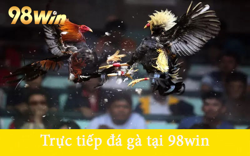 Trực tiếp đá gà tại 98win